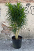 14" Dracaena Anita plant photo
