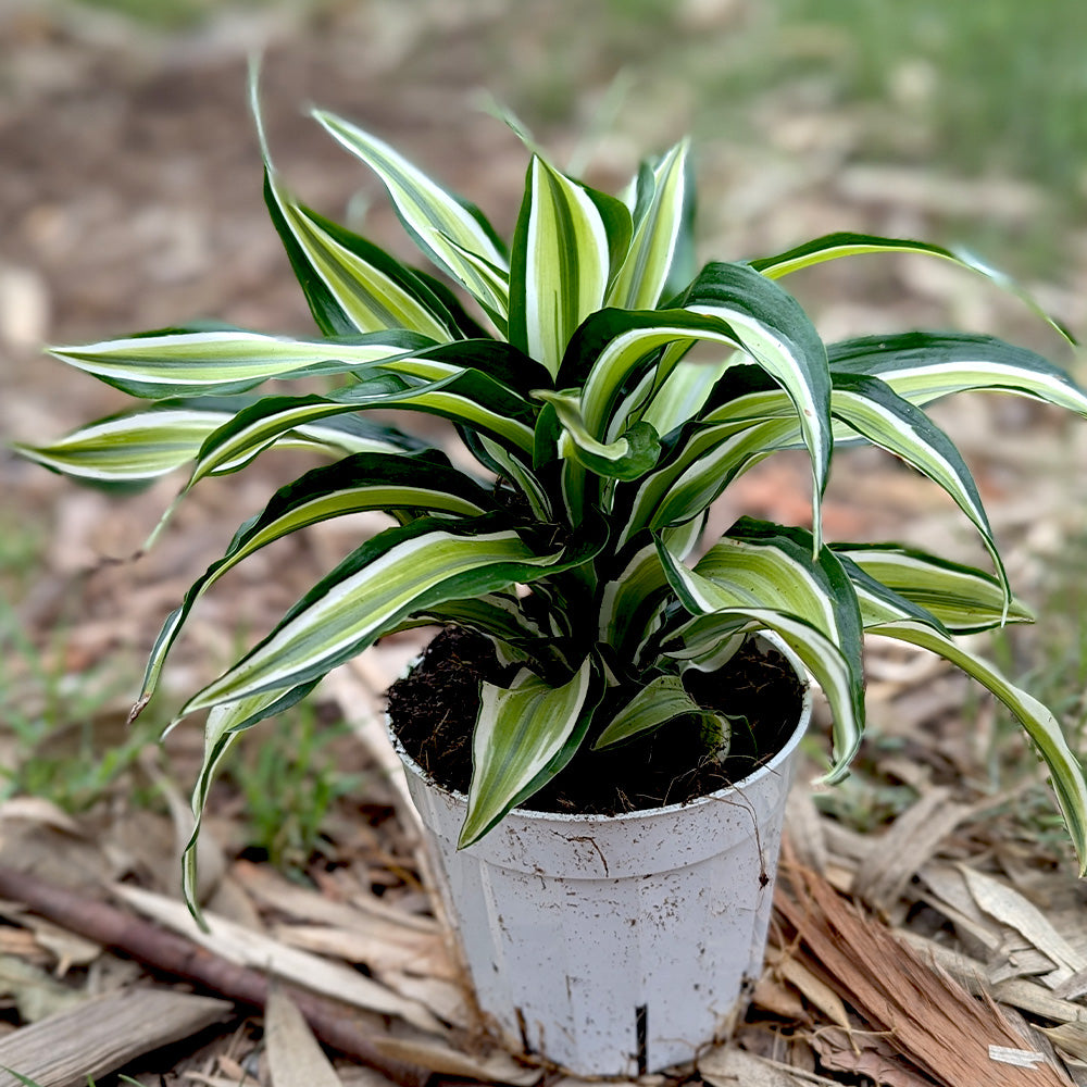 4" Dracaena Deremensis plant photo
