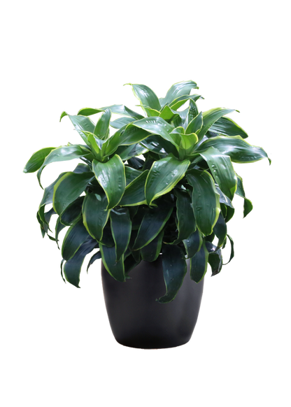 10" Dracaena Art plant photo