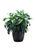 10" Dracaena Art plant photo