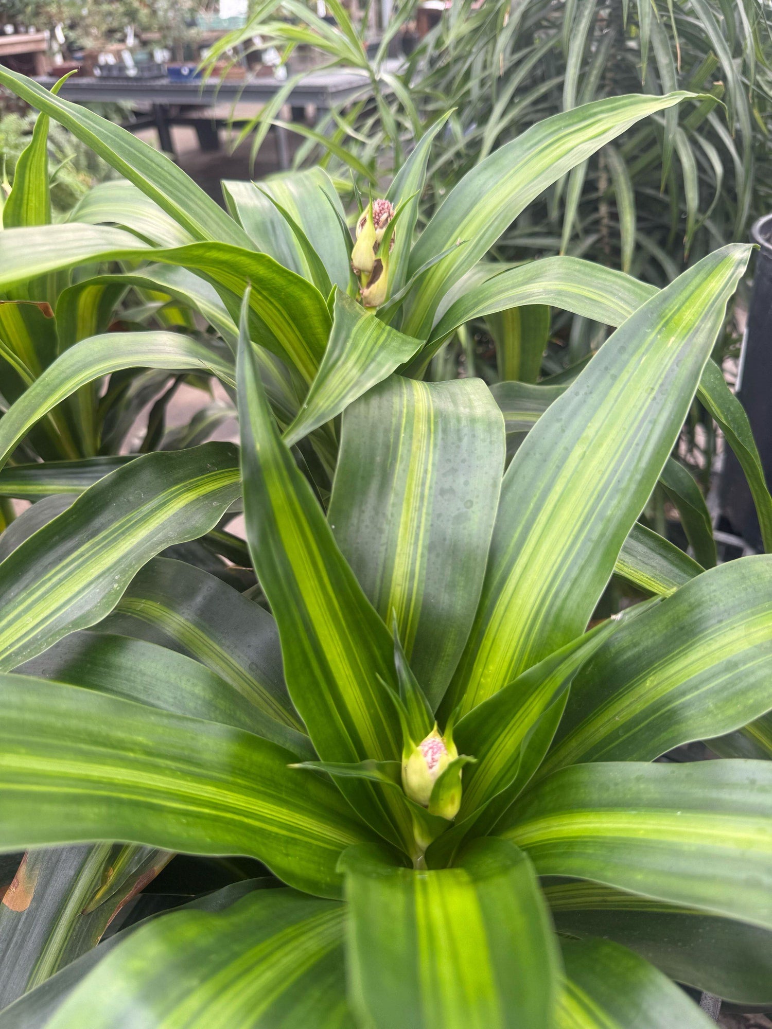 14" Dracaena Hawaiian Sunshine