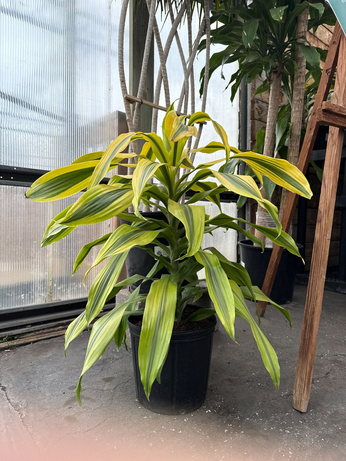 10" Dracaena Kristi