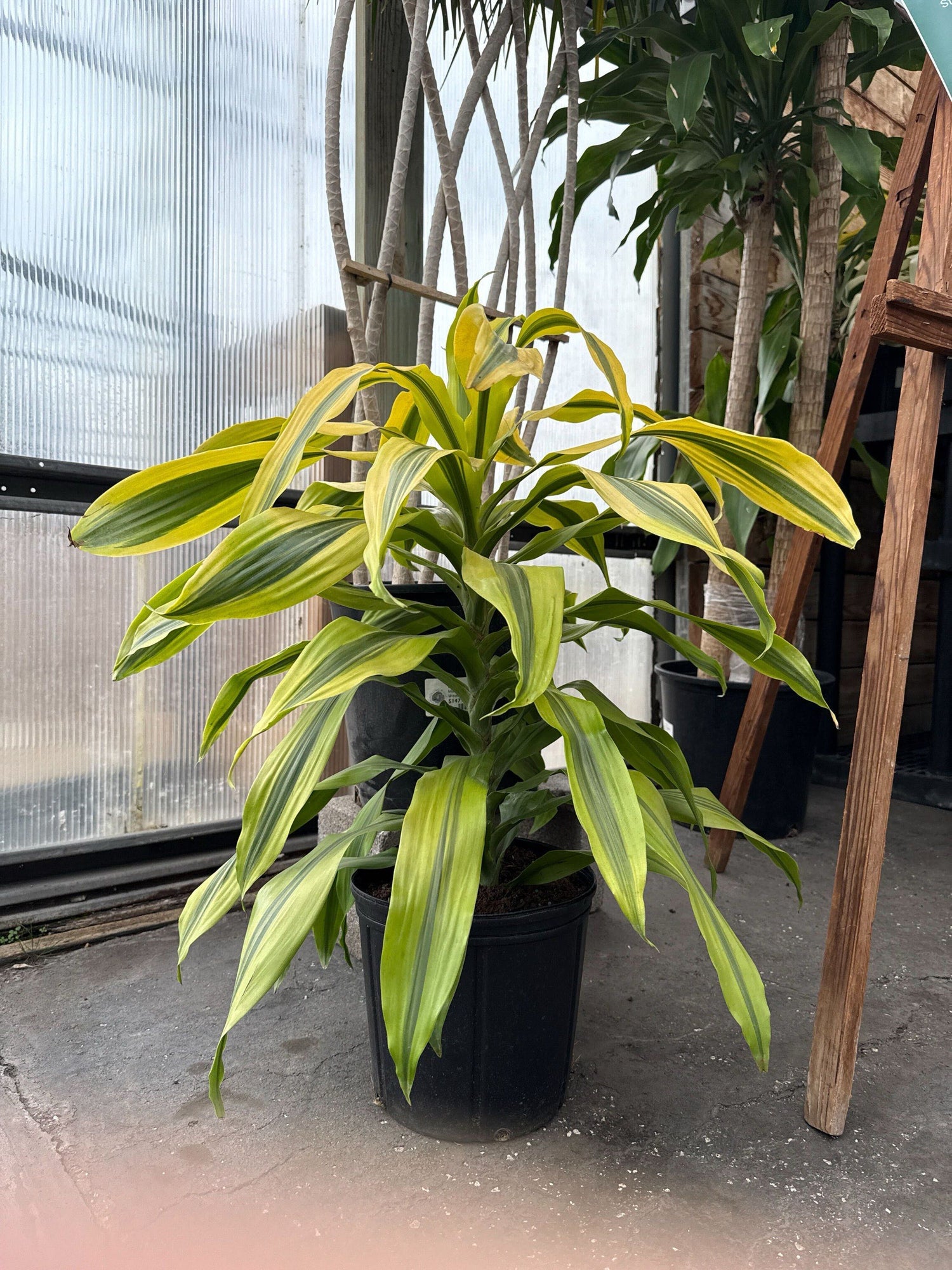 10" Dracaena Kristi