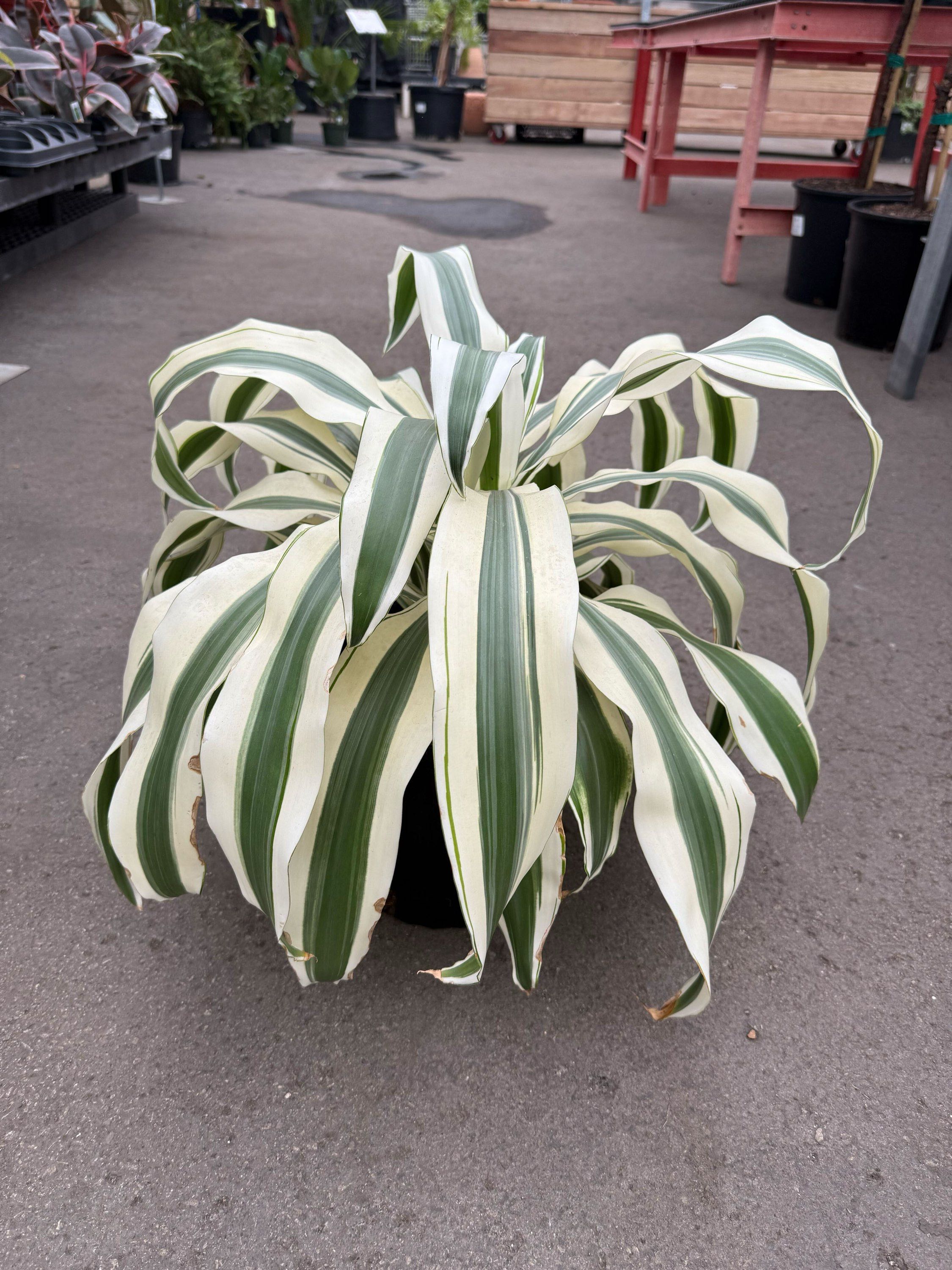 10" Dracaena White Aspen