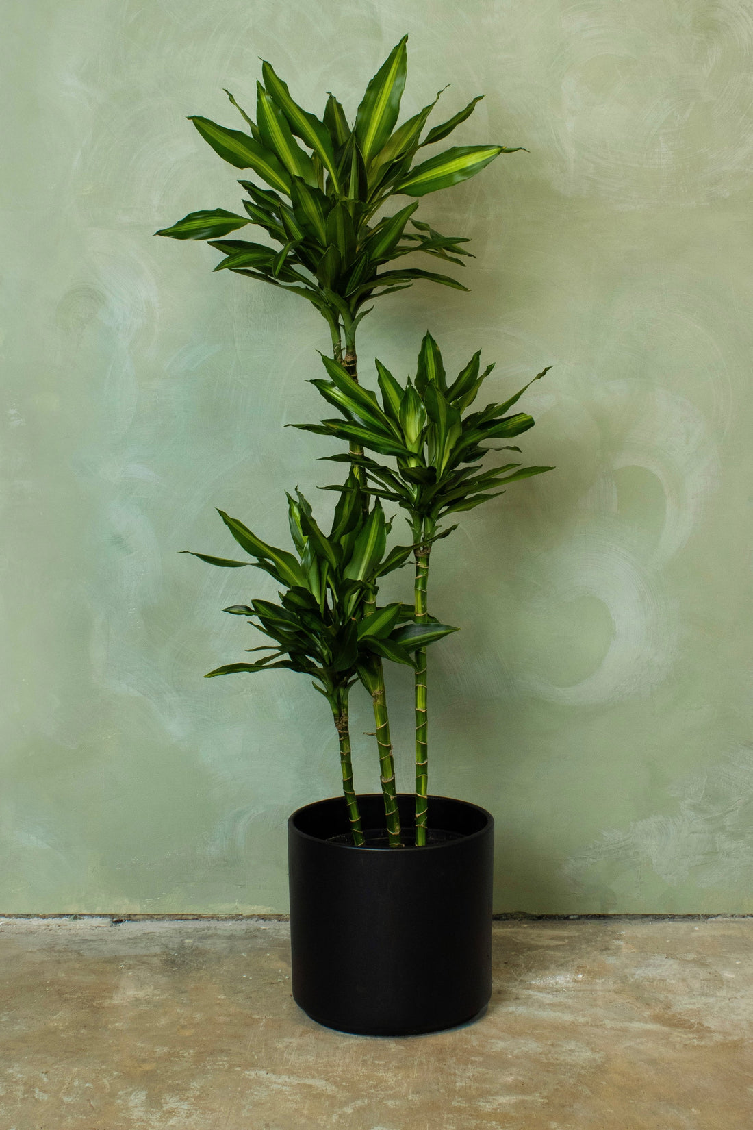 Dracaena Cintho Cane plant photo