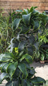 Dracaena Dorado Cane