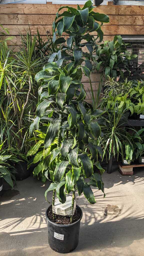 Dracaena Dorado Cane