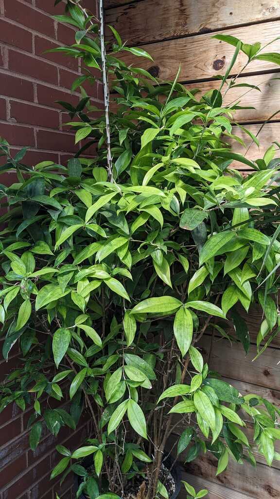 Dracaena Godseffiana