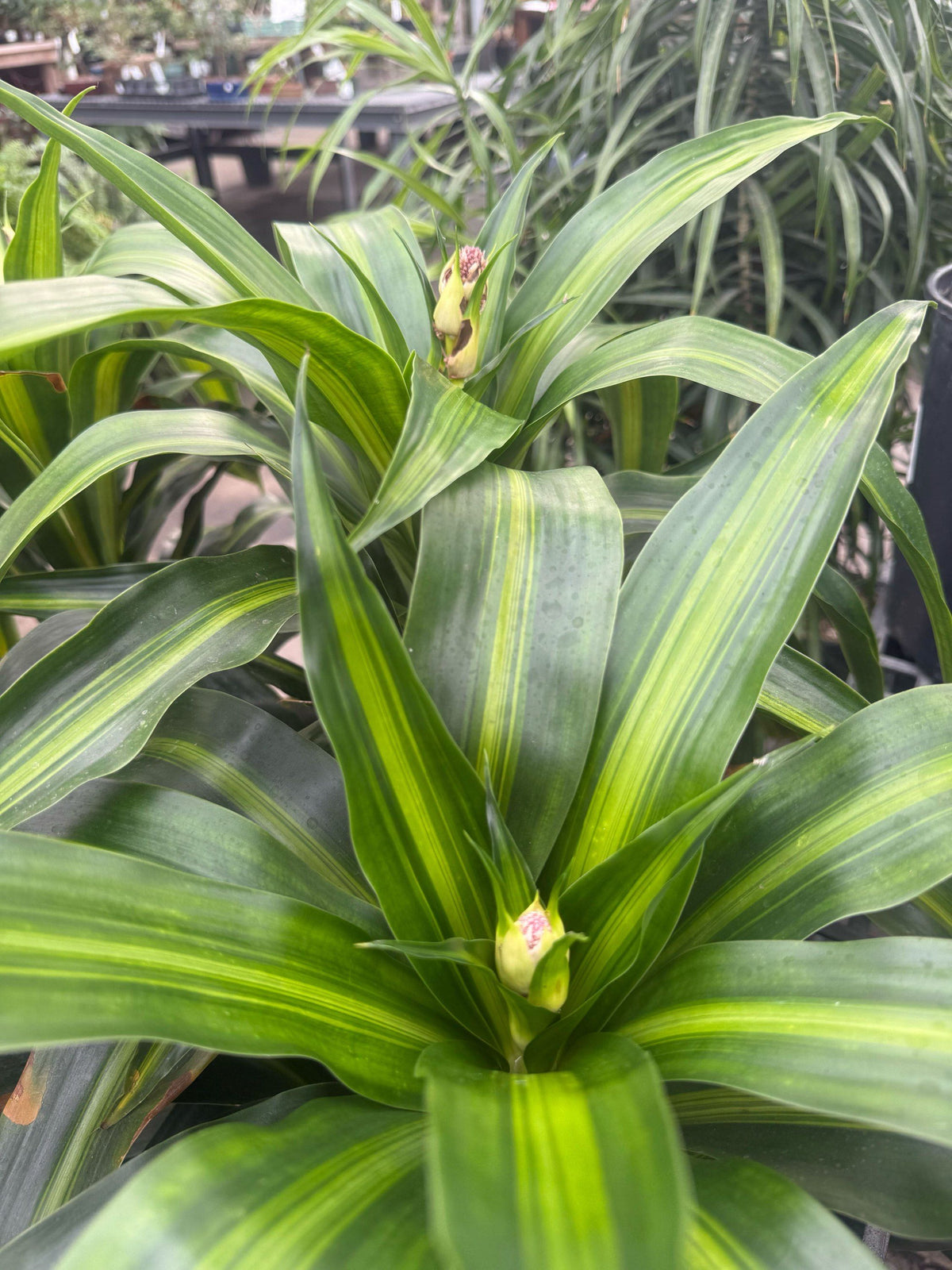Dracaena Hawaiian Sunshine