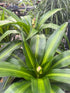Dracaena Hawaiian Sunshine