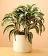 10" Dracaena Jade Jewel plant photo