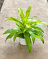 Dracaena Limelight plant photo
