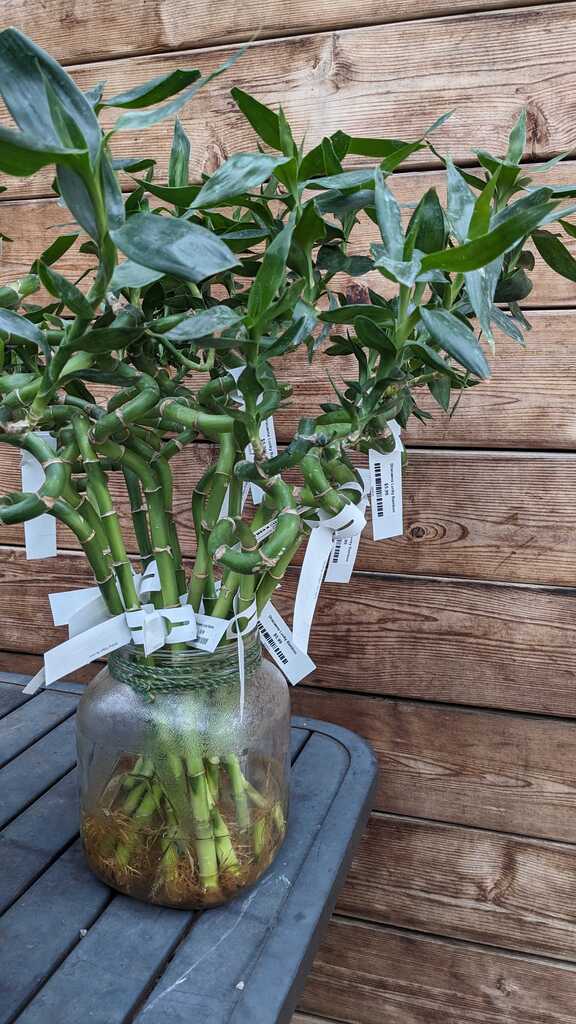 Dracaena Lucky Bamboo