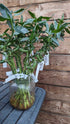 Dracaena Lucky Bamboo