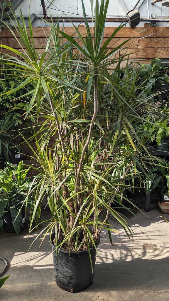 Dracaena Marginata Character
