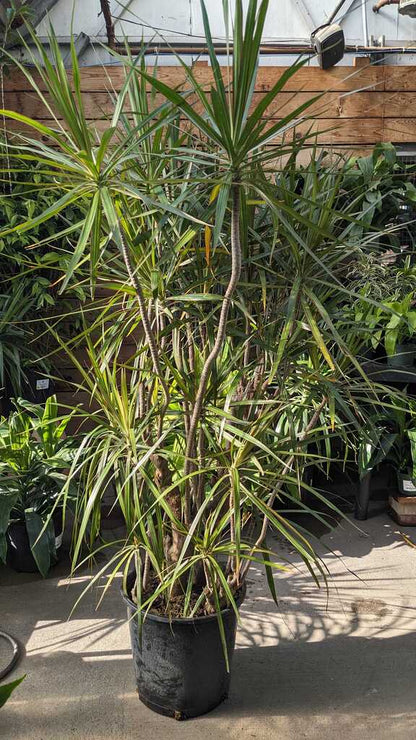 Dracaena Marginata Character