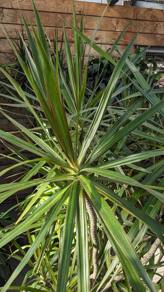 Dracaena Marginata Character