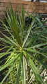 Dracaena Marginata Character