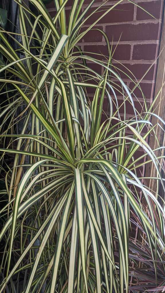 Dracaena Marginata Kiwi