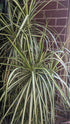 Dracaena Marginata Kiwi