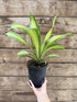Dracaena Marley