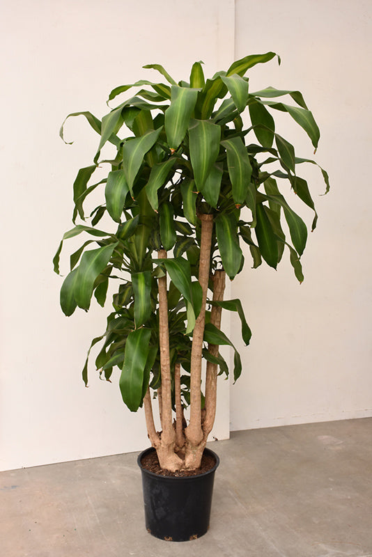 Dracaena Massangeana Cane