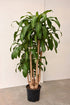 Dracaena Massangeana Cane