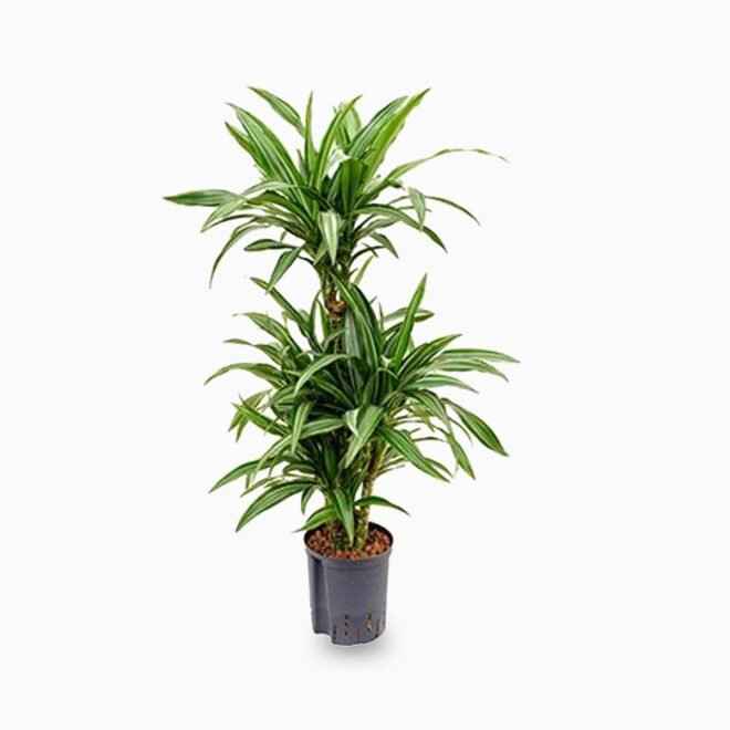 10" Dracaena Warneckii Ulisses plant photo