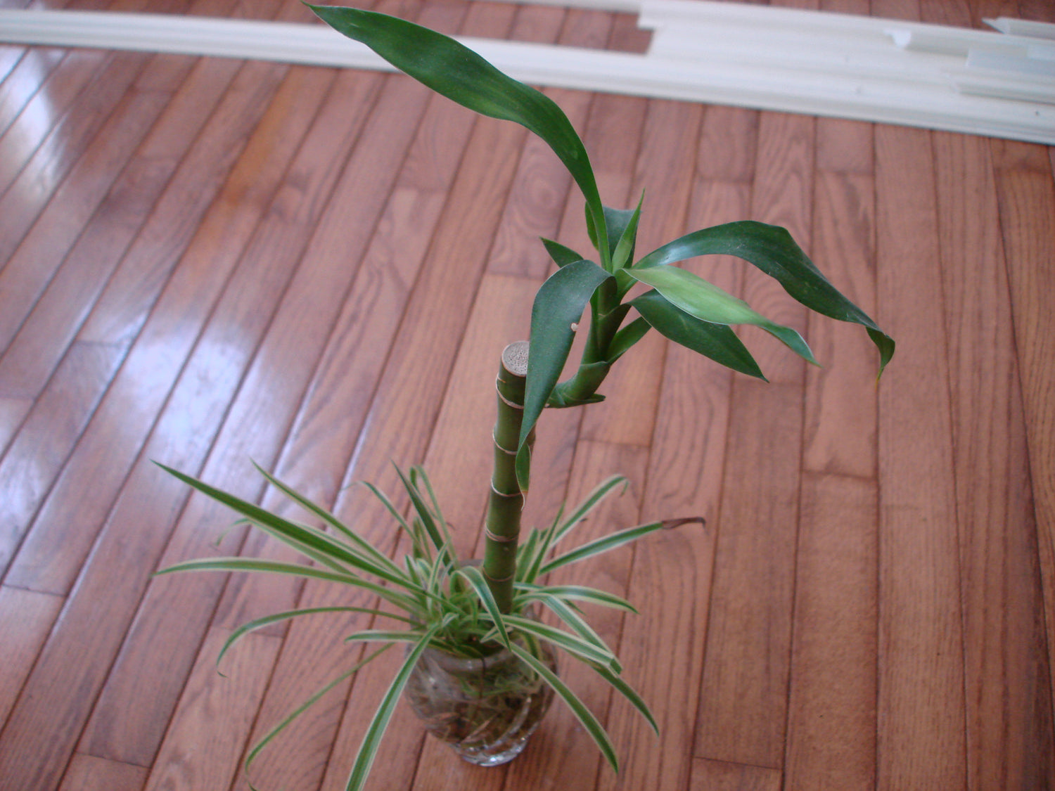1" Dracaena Lucky Bamboo plant photo