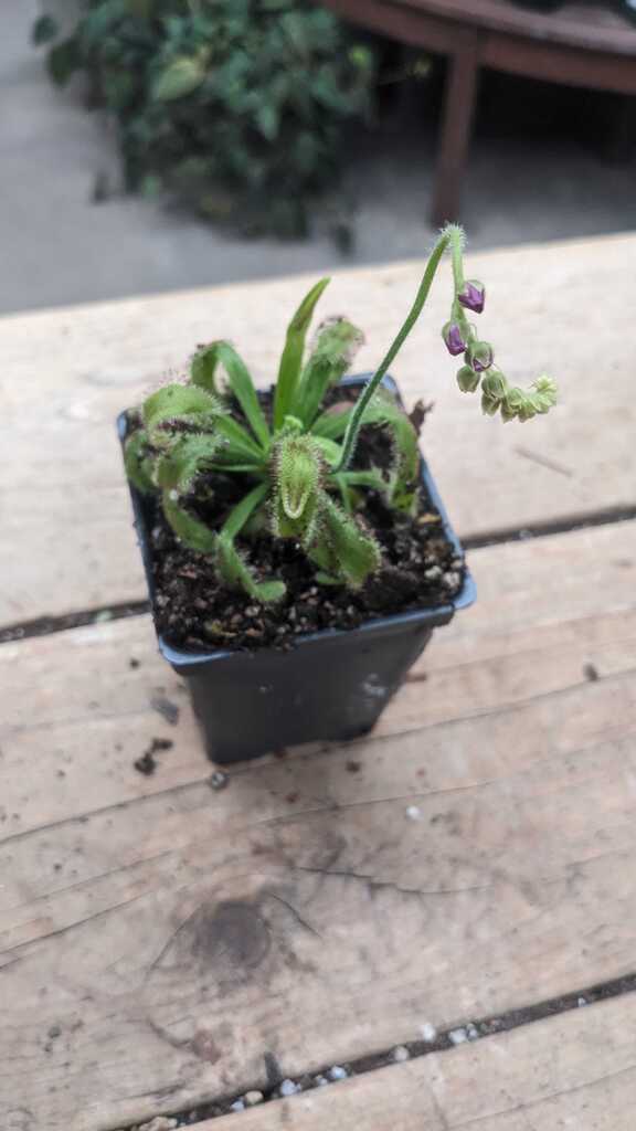 Drosera Hercules
