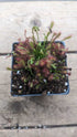 Drosera Intermedia