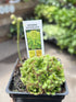 Drosera Spatula Spoon-leaved