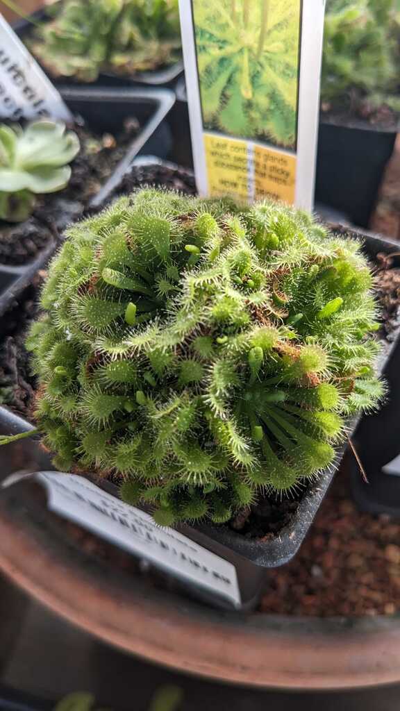Drosera Spatulata