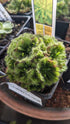 Drosera Spatulata