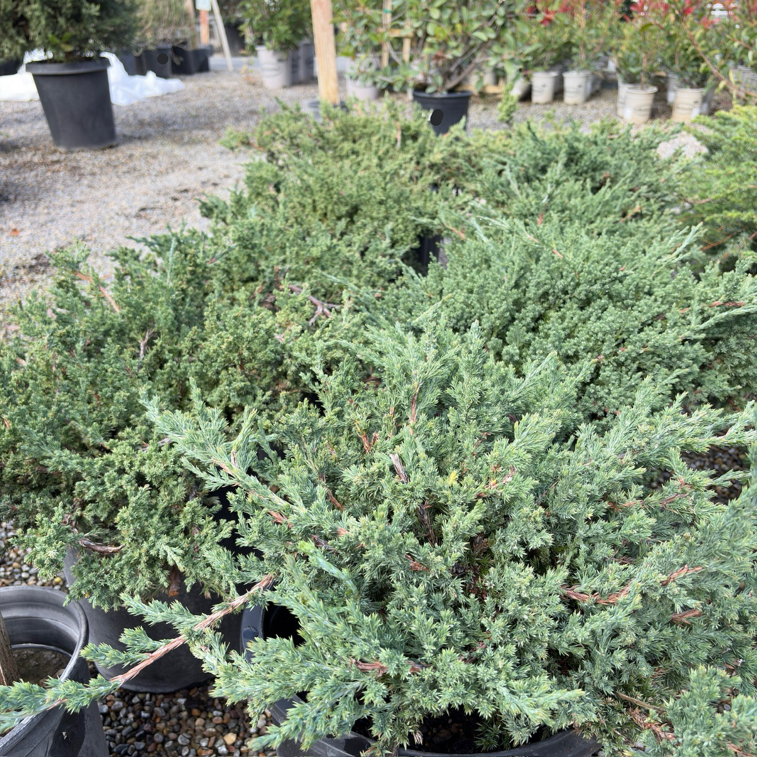 Juniper &