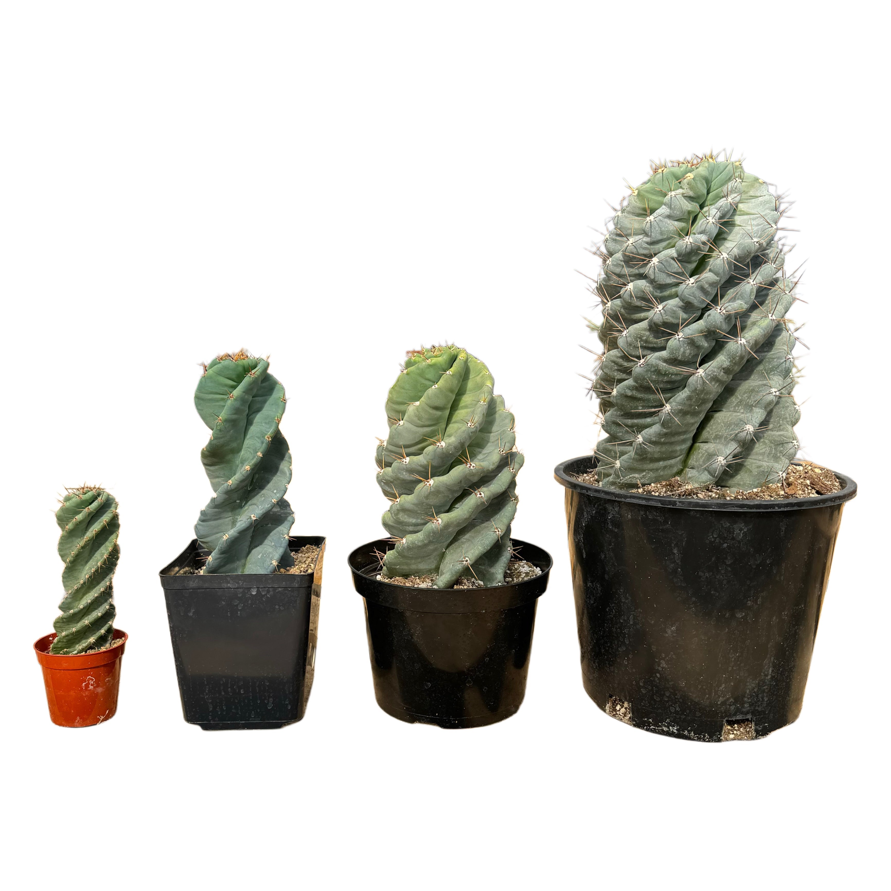 5gal Cactus Spiral plant photo
