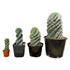 5gal Cactus Spiral plant photo