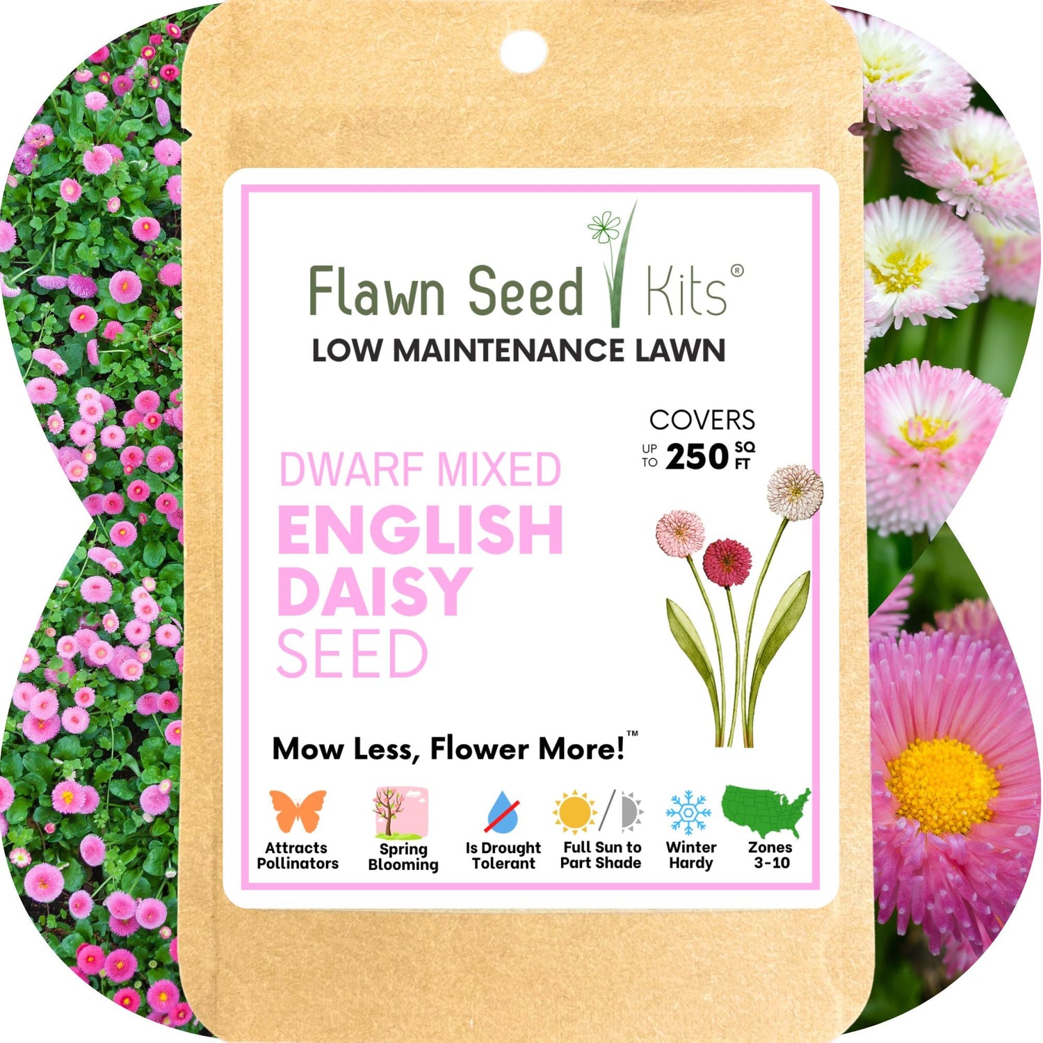 Feed Mixed English Daisy 250 ft2 product photo
