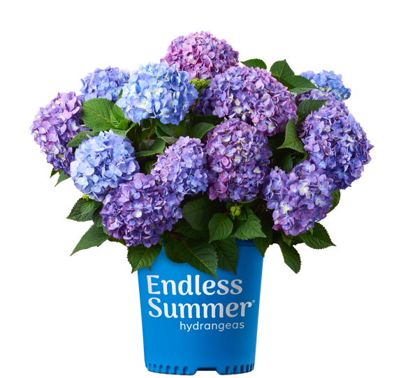 Hydrangea &