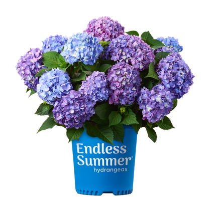 Hydrangea &
