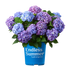 Hydrangea &