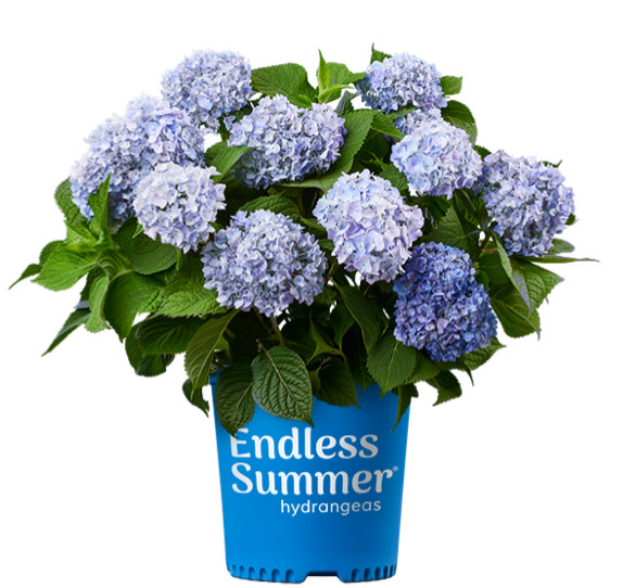 Hydrangea &