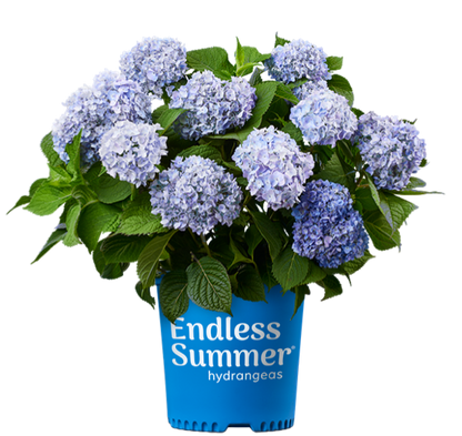 Hydrangea &
