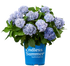 Hydrangea &