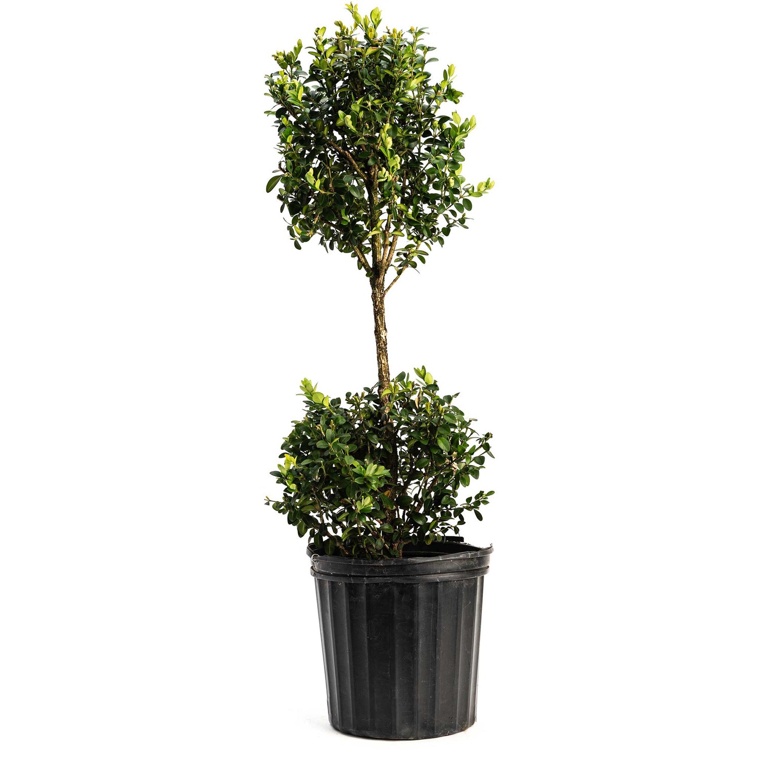 Boxwood &