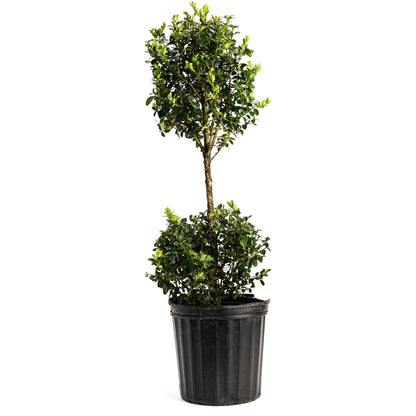 Boxwood &