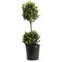 Boxwood &