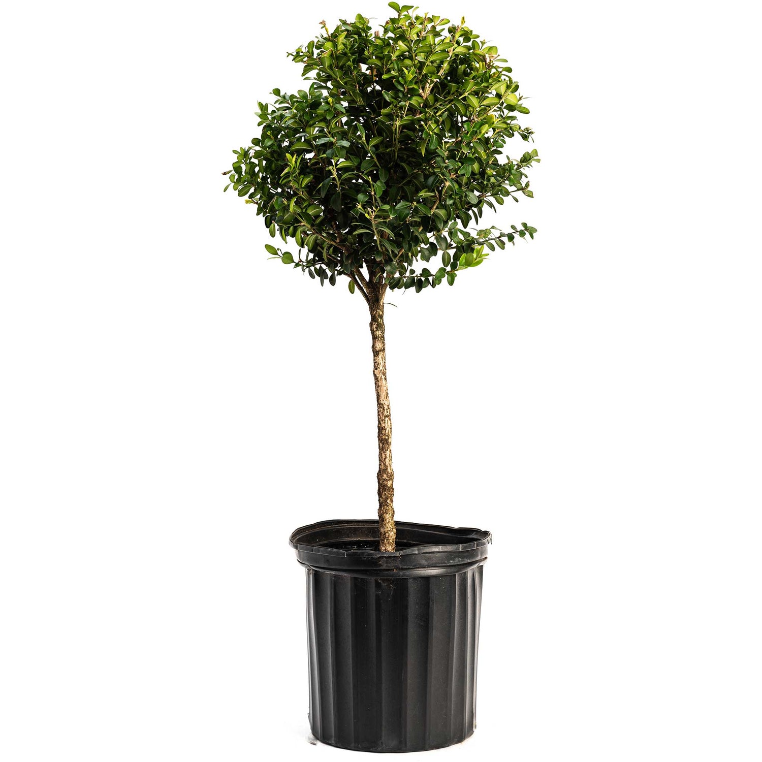 Boxwood &