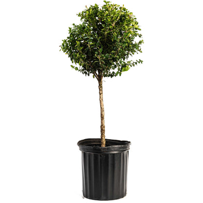 Boxwood &