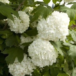Viburnum &